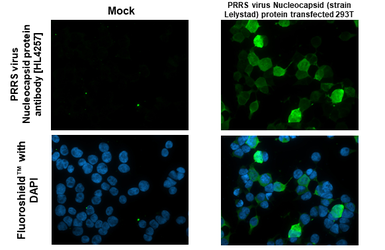 Anti-PRRS virus Nucleocapsid protein antibody [HL4257] used in Immunocytochemistry/ Immunofluorescence (ICC/IF). GTX643493
